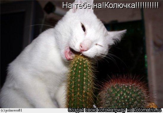 На тебе,на!Колючка!!!!!!!!!!... Котоматрица: На тебе,на!Колючка!!!!!!!!!!