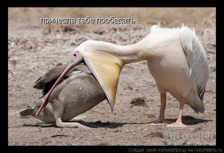 принесла тебе пообедать...... Котоматрица: принесла тебе пообедать...