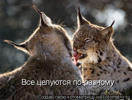 Все целуются по-разному... Котоматрица: Все целуются по-разному