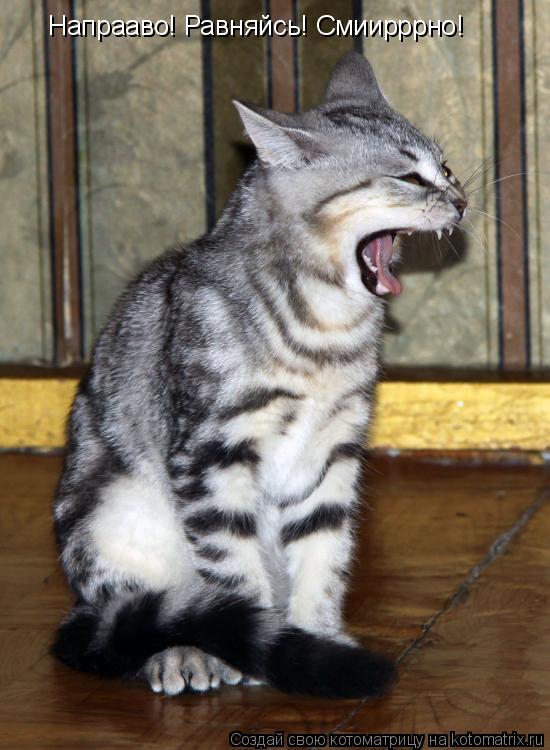 Напрааво! Равняйсь! Смиирррно!... Котоматрица: Напрааво! Равняйсь! Смиирррно!