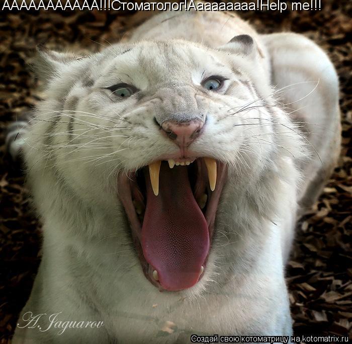 ААААААААААА!!!Стоматолог!Ааааааааа!Help me!!!... Котоматрица: ААААААААААА!!!Стоматолог!Ааааааааа!Help me!!!