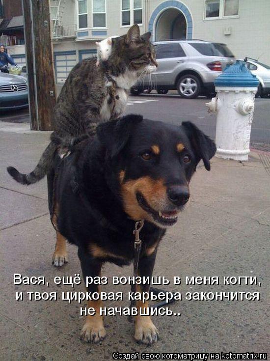 Вася, ещё раз вонзишь в меня когти, и твоя цирковая карьера закончится не начавшись..... Котоматрица: Вася, ещё раз вонзишь в меня когти, и твоя цирковая карьера закончится не начавшись..