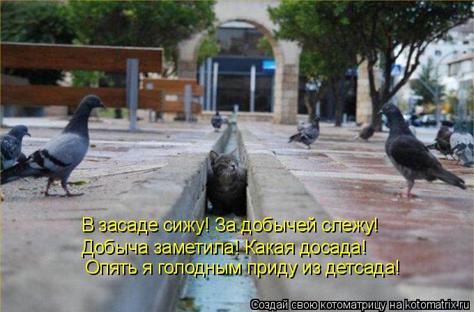 В засаде сижу! За добычей слежу! Добыча заметила! Какая досада! Опять я голодным приду из детсада!... Котоматрица: В засаде сижу! За добычей слежу! Добыча заметила! Какая досада! Опять я голодным приду из детсада!
