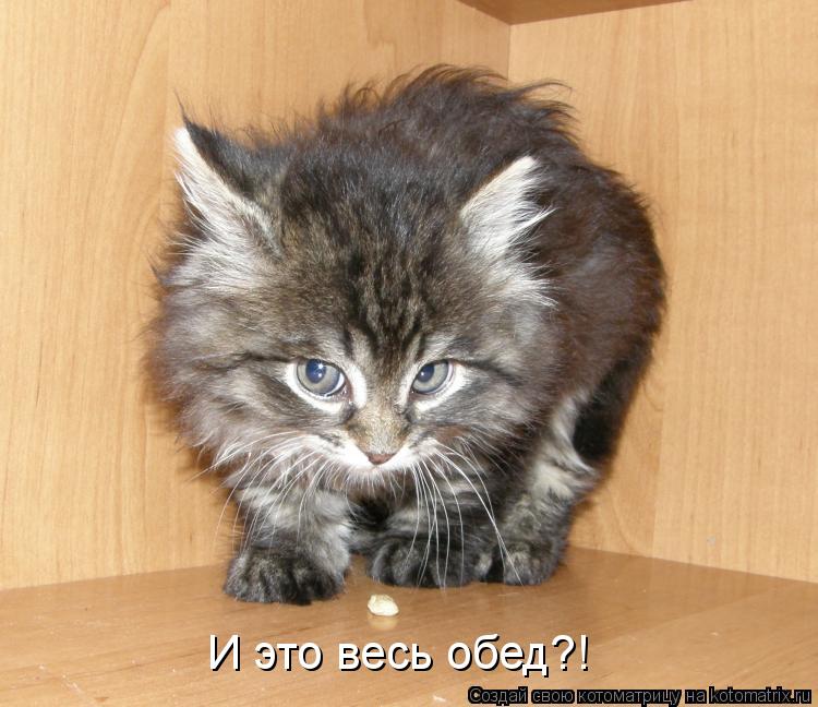 И это весь обед?!... Котоматрица: И это весь обед?!