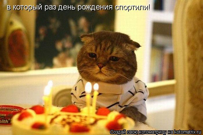 в который раз день рождения спортили!... Котоматрица: в который раз день рождения спортили!