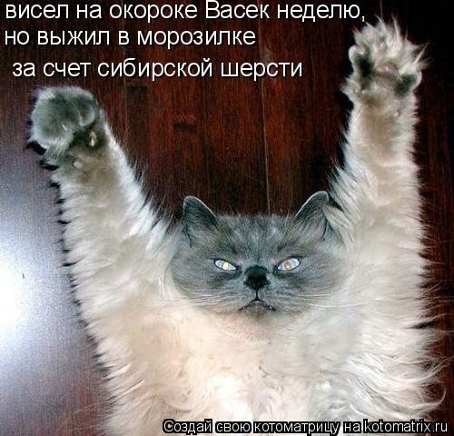 висел на окороке Васек неделю, но выжил в морозилке за счет сибирской шерсти... Котоматрица: висел на окороке Васек неделю, но выжил в морозилке за счет сибирской шерсти