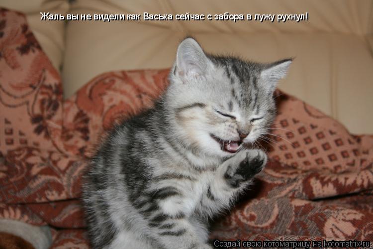 Жаль вы не видели как Васька сейчас с забора в лужу рухнул!... Котоматрица: Жаль вы не видели как Васька сейчас с забора в лужу рухнул!