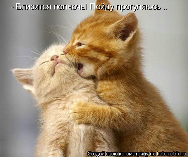 - Близится полночь! Пойду прогуляюсь...... Котоматрица: - Близится полночь! Пойду прогуляюсь...