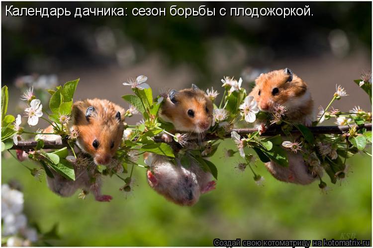 Календарь дачника: сезон борьбы с плодожоркой.... Котоматрица: Календарь дачника: сезон борьбы с плодожоркой.