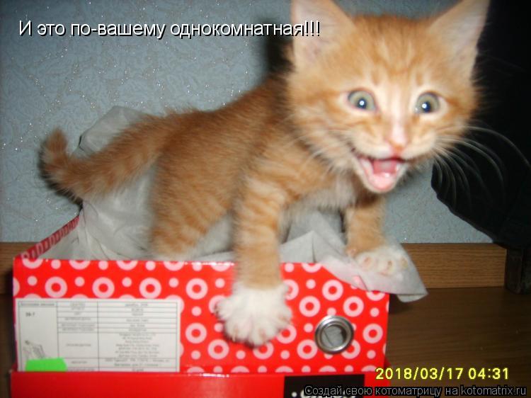 И это по-вашему однокомнатная!!!... Котоматрица: И это по-вашему однокомнатная!!!