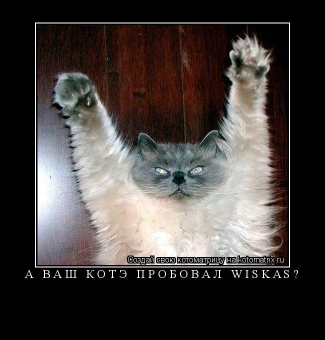 ... Котоматрица: