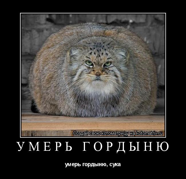УМЕРЬ ГОРДЫНЮ умерь гордыню, сука... Котоматрица: УМЕРЬ ГОРДЫНЮ умерь гордыню, сука