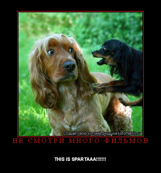 Не смотри много фильмов THIS IS SPARTAAA!!!!!!!... Котоматрица: Не смотри много фильмов THIS IS SPARTAAA!!!!!!!