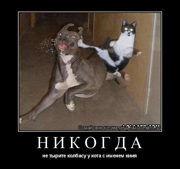никогда не тырите колбасу у кота с именем киия... Котоматрица: никогда не тырите колбасу у кота с именем киия