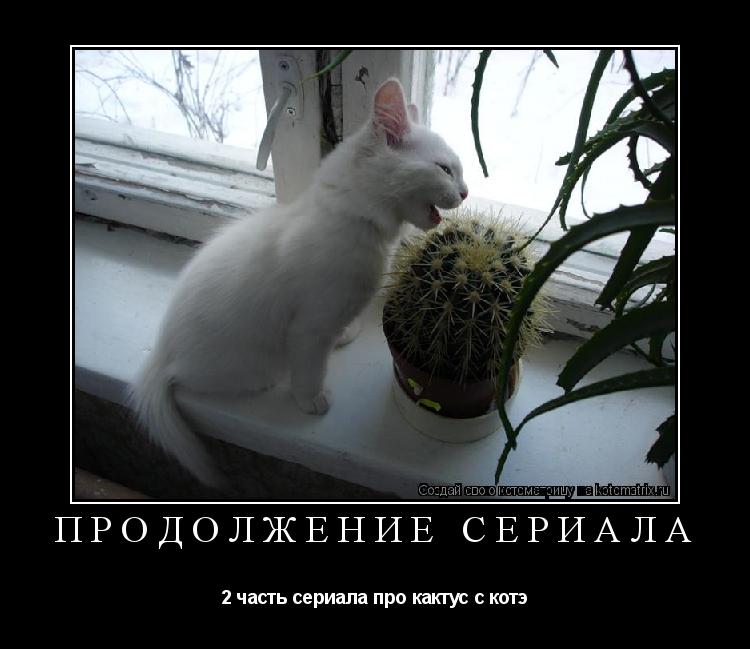 Продолжение сериала 2 часть сериала про кактус с котэ... Котоматрица: Продолжение сериала 2 часть сериала про кактус с котэ