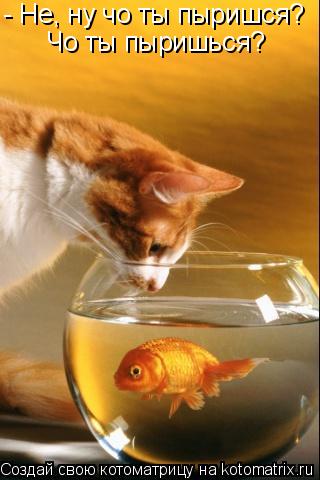 - Не, ну чо ты пыришся? Чо ты пыришься?... Котоматрица: - Не, ну чо ты пыришся? Чо ты пыришься?