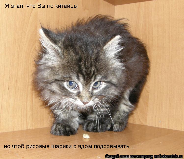 Я знал, что Вы не китайцы но чтоб рисовые шарики с ядом подсовывать ...... Котоматрица: Я знал, что Вы не китайцы но чтоб рисовые шарики с ядом подсовывать ...
