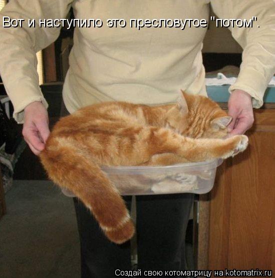 Вот и наступило это пресловутое "потом".... Котоматрица: Вот и наступило это пресловутое "потом".