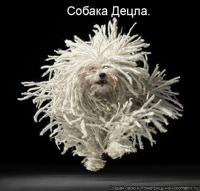 Собака Децла.... Котоматрица: Собака Децла.