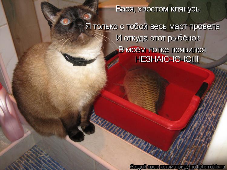 Вася, хвостом клянусь Я только с тобой весь март провела И откуда этот рыбёнок В моём лотке появился... Котоматрица: Вася, хвостом клянусь Я только с тобой весь март провела И откуда этот рыбёнок В моём лотке появился НЕЗНАЮ-Ю-Ю!!!