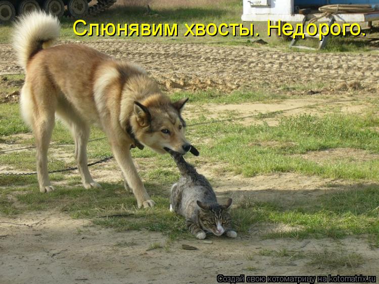 Слюнявим хвосты. Недорого.... Котоматрица: Слюнявим хвосты. Недорого.
