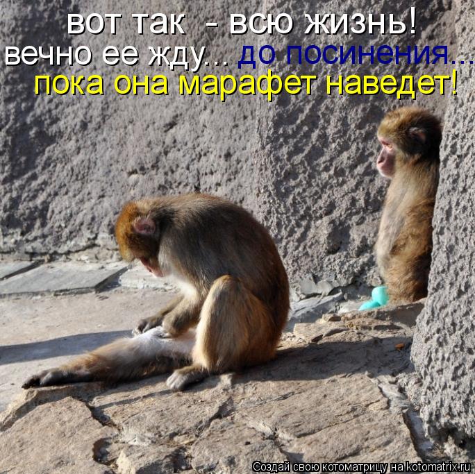вот так - всю жизнь! вечно ее жду... до посинения... пока она марафет наведет!... Котоматрица: вот так - всю жизнь! вечно ее жду... до посинения... пока она марафет наведет!