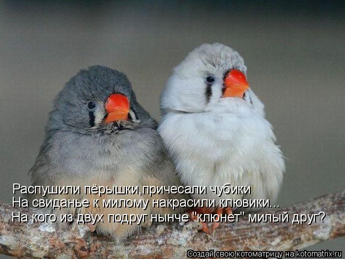 На кого из двух подруг нынче "клюнет" милый друг? На свиданье к милому накрасили клювики... Распушили... Котоматрица: На кого из двух подруг нынче "клюнет" милый друг? На свиданье к милому накрасили клювики... Распушили пёрышки,причесали чубики