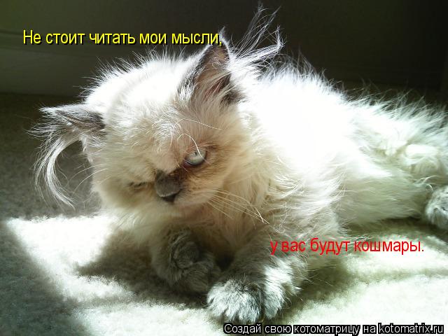 Не стоит читать мои мысли, у вас будут кошмары.... Котоматрица: Не стоит читать мои мысли, у вас будут кошмары.