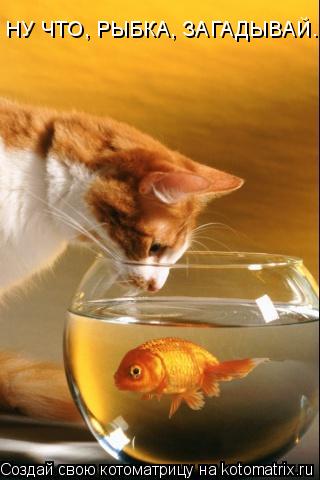 НУ ЧТО, РЫБКА, ЗАГАДЫВАЙ...... Котоматрица: НУ ЧТО, РЫБКА, ЗАГАДЫВАЙ...