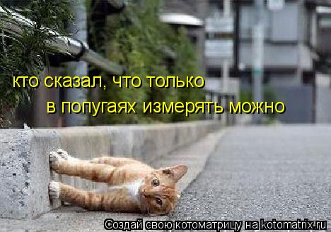 кто сказал, что только в попугаях мерять можно? кто сказал, что только в попугаях измерять можно... Котоматрица: кто сказал, что только в попугаях мерять можно? кто сказал, что только в попугаях измерять можно