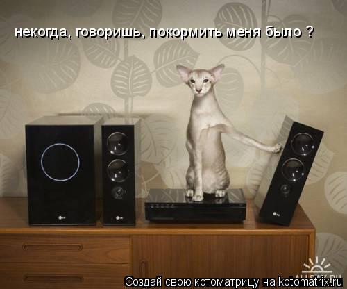 некогда, говоришь, покормить меня было ?... Котоматрица: некогда, говоришь, покормить меня было ?