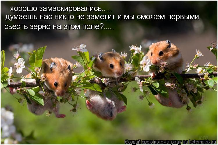 хорошо замаскировались..... думаешь нас никто не заметит и мы сможем первыми сьесть зерно на этом пол... Котоматрица: хорошо замаскировались..... думаешь нас никто не заметит и мы сможем первыми сьесть зерно на этом поле?.....