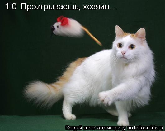 1:0 Проигрываешь, хозяин...... Котоматрица: 1:0 Проигрываешь, хозяин...