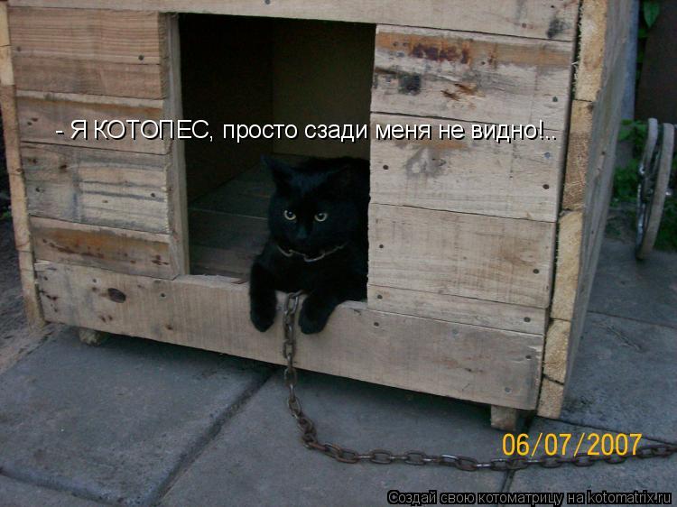 - Вообще я котопёс, - Я КОТОПЕС, просто сзади меня не видно!..... Котоматрица: - Вообще я котопёс, - Я КОТОПЕС, просто сзади меня не видно!..
