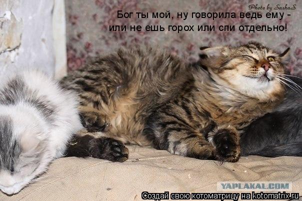Бог ты мой, ну говорила ведь ему - или не ешь горох или спи отдельно!... Котоматрица: Бог ты мой, ну говорила ведь ему - или не ешь горох или спи отдельно!