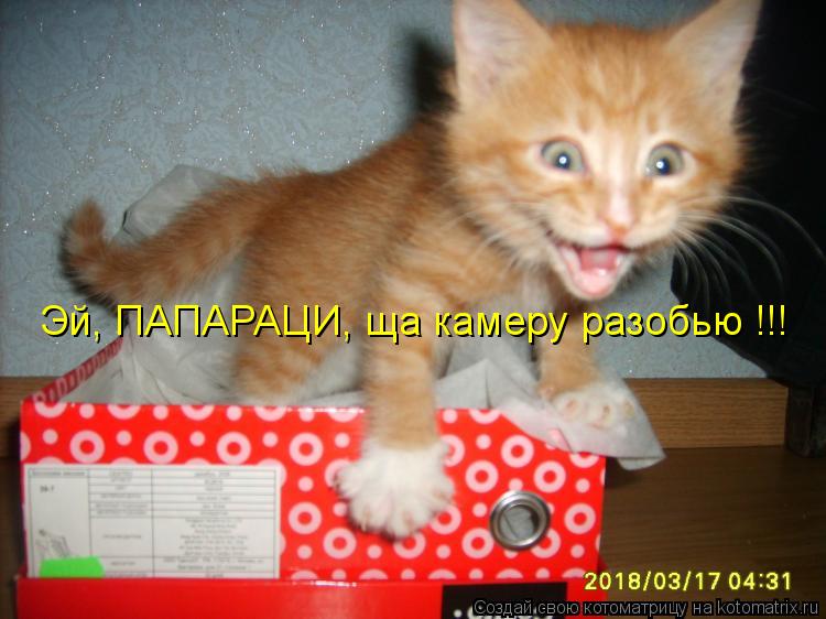 Эй, ПАПАРАЦИ, ща камеру разобью !!!... Котоматрица: Эй, ПАПАРАЦИ, ща камеру разобью !!!