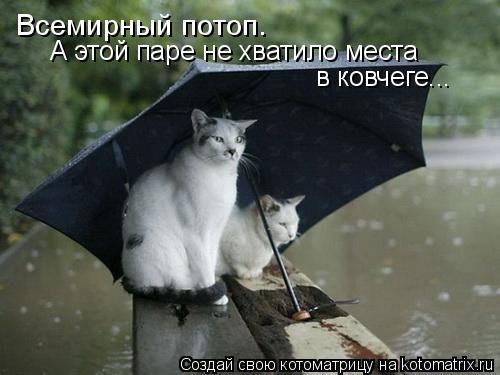 Всемирный потоп. А этой паре не хватило места в ковчеге...... Котоматрица: Всемирный потоп. А этой паре не хватило места в ковчеге...