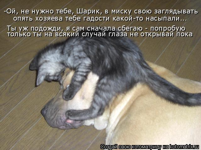 -Ой, не нужно тебе, Шарик, в миску свою заглядывать опять хозяева тебе гадости какой-то насыпали... Т... Котоматрица: -Ой, не нужно тебе, Шарик, в миску свою заглядывать опять хозяева тебе гадости какой-то насыпали... Ты уж подожди, я сам сначала сбегаю - попроб