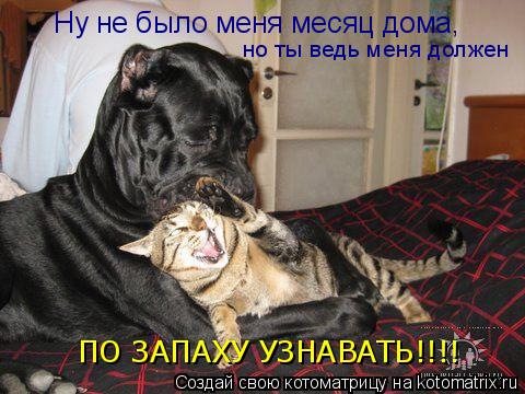 Ну не было меня месяц дома, но ты ведь меня должен ПО ЗАПАХУ УЗНАВАТЬ!!!!... Котоматрица: Ну не было меня месяц дома, но ты ведь меня должен ПО ЗАПАХУ УЗНАВАТЬ!!!!