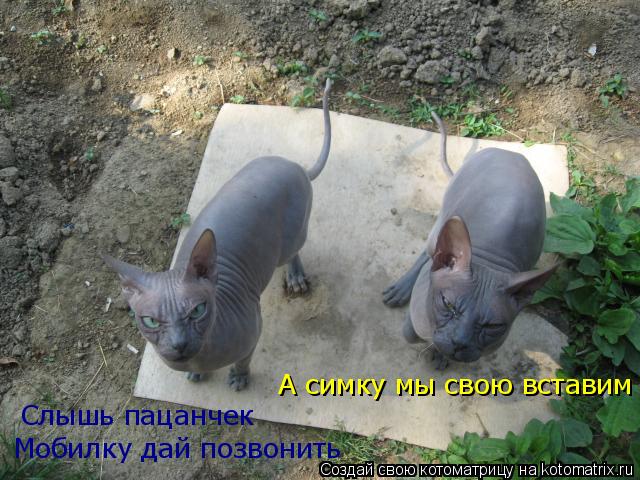 Мобилку дай позвонить Слышь пацанчек А симку мы свою вставим... Котоматрица: Мобилку дай позвонить Слышь пацанчек А симку мы свою вставим