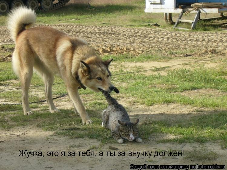 Жучка, это я за тебя, а ты за внучку должен!... Котоматрица: Жучка, это я за тебя, а ты за внучку должен!