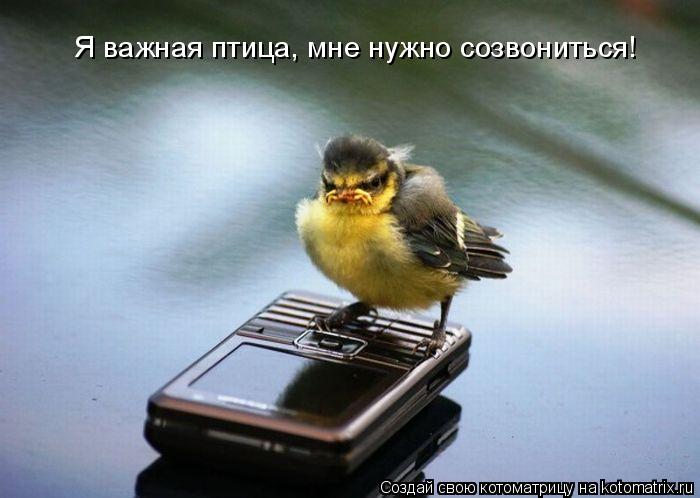 Я важная птица, мне нужно созвониться!... Котоматрица: Я важная птица, мне нужно созвониться!