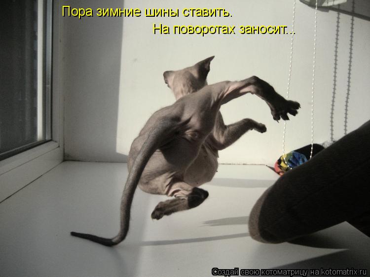 На поворотах заносит... Пора зимние шины ставить.... Котоматрица: На поворотах заносит... Пора зимние шины ставить.