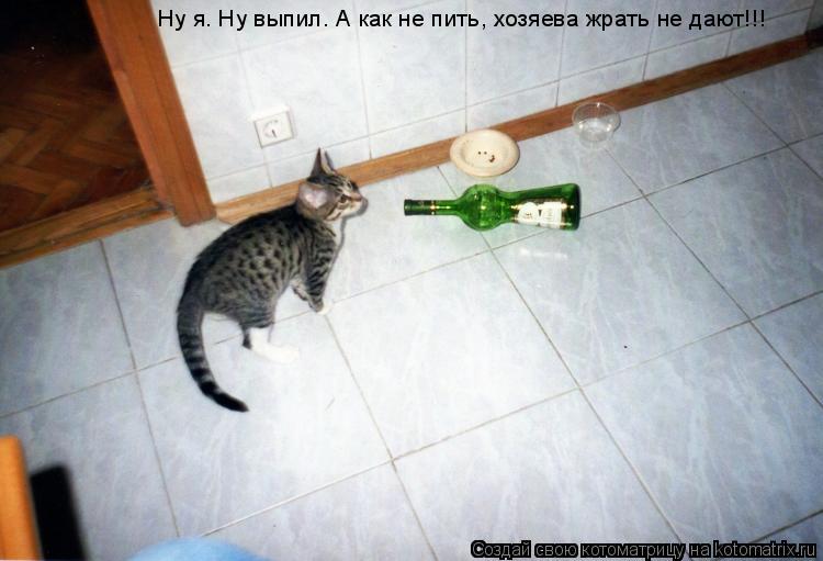 Ну я. Ну выпил. А как не пить, хозяева жрать не дают!!!... Котоматрица: Ну я. Ну выпил. А как не пить, хозяева жрать не дают!!!