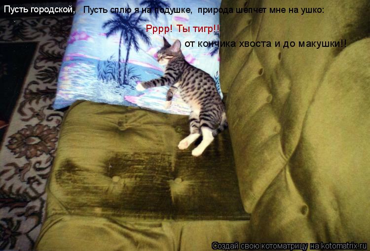 Пусть городской, Пусть сплю я на подушке, природа шепчет мне на ушко: Рррр! Ты тигр!! от кончика хво... Котоматрица: Пусть городской, Пусть сплю я на подушке, природа шепчет мне на ушко: Рррр! Ты тигр!! от кончика хвоста и до макушки!!
