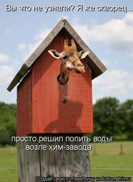 Вы что не узнали? Я же скворец... просто решил попить воды просто решил попить воды возле хим-завод... Котоматрица: Вы что не узнали? Я же скворец... просто решил попить воды просто решил попить воды возле хим-завода