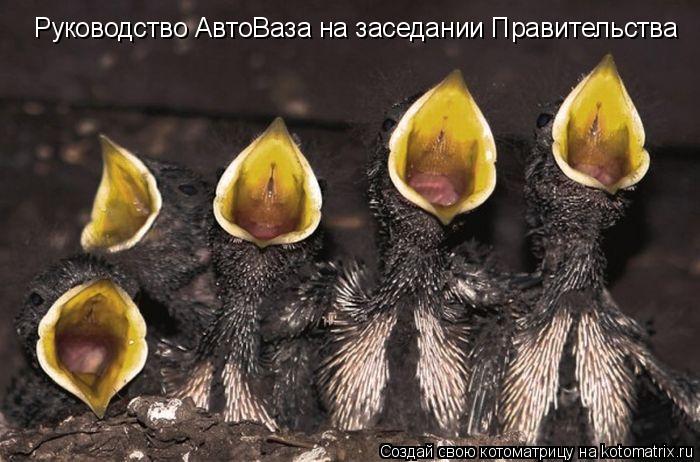 Руководство АвтоВаза на заседании Правительства... Котоматрица: Руководство АвтоВаза на заседании Правительства