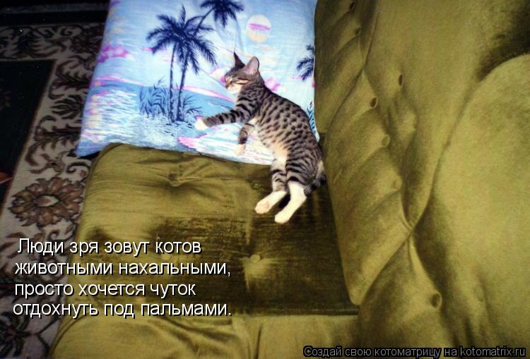 Люди зря зовут котов животными нахальными, просто хочется чуток отдохнуть под пальмами.... Котоматрица: Люди зря зовут котов животными нахальными, просто хочется чуток отдохнуть под пальмами.