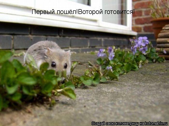 Первый пошёл!Воторой готовится!... Котоматрица: Первый пошёл!Воторой готовится!