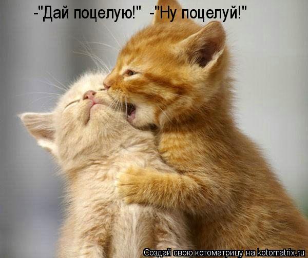 -"Дай поцелую!" -"Ну поцелуй!"... Котоматрица: -"Дай поцелую!" -"Ну поцелуй!"